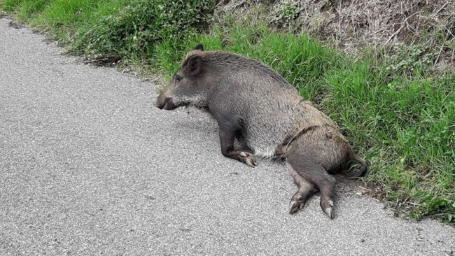 Immagine della mappa di dove si trova il disservizio